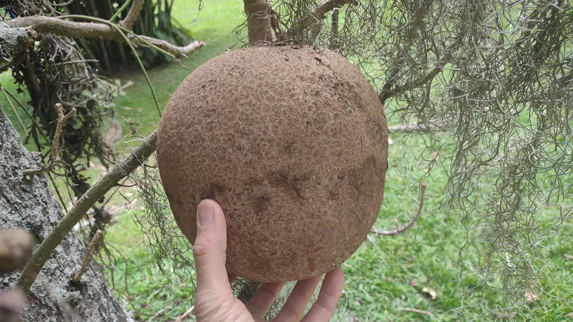 Abricô de Macaco, fruto.