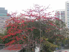 PLANTAS do RIO DE JANEIRO - BOMBAX