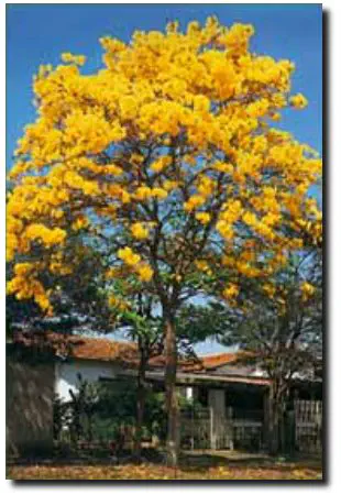 PLANTAS DO RIO DE JANEIRO - IPÊ AMARELO