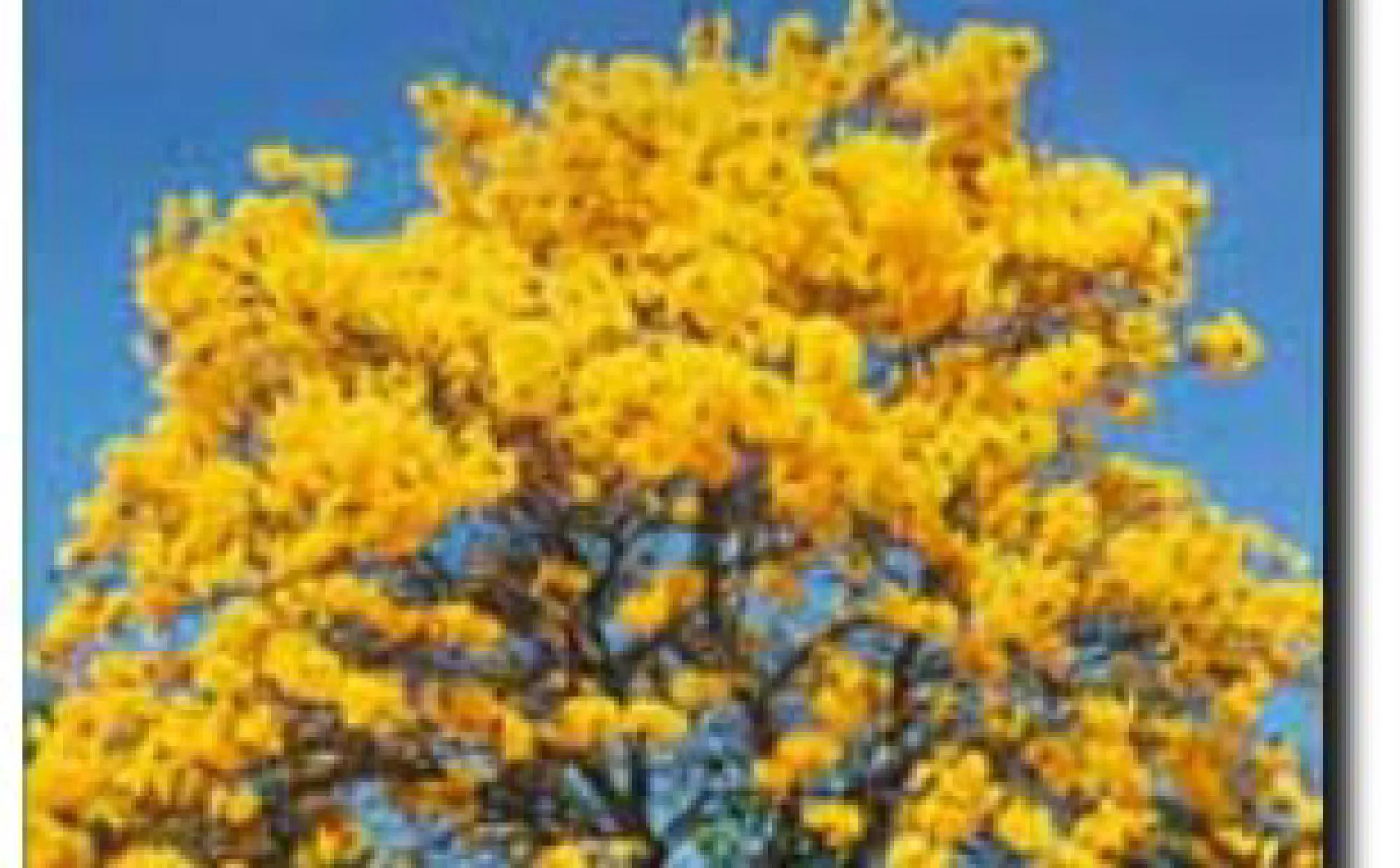 PLANTAS DO RIO DE JANEIRO - IPÊ AMARELO