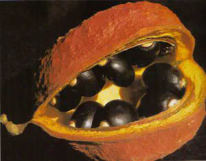 Fruto de Chichá